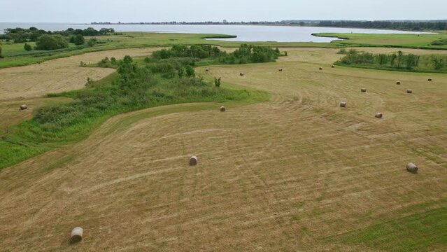 Flying up over hay bales in Polish nature reserve "Beka".