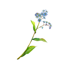 Blue tender field forget-me-not hand-drawn. Watercolor floral illustration of delicate flower isolated on white background. Meadow wildflower naturally painted for textile ptinting, logo, postcards