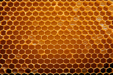 close up of honeycomb