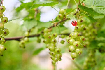 red currant grows in the garden, unripe, green