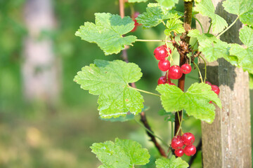 red currant grows in the garden