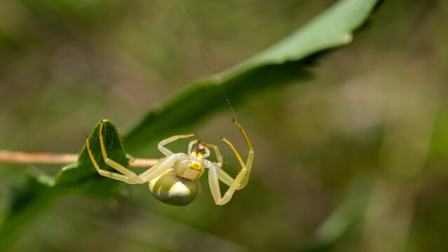 Poisonous white spider karakurt on a green leaf, dangerous for humans lat. Latrodectus pallidus