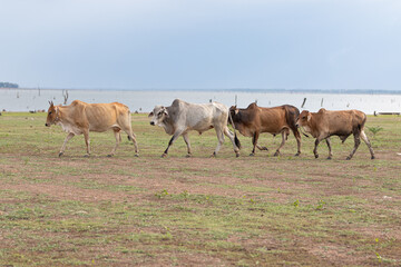 Naklejka na ściany i meble Herd of cows grazing in a field in the countryside of Thailand