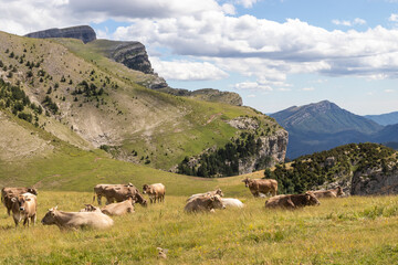 Fototapeta premium landscape of a high mountain meadow with cows resting freely. horizontal image