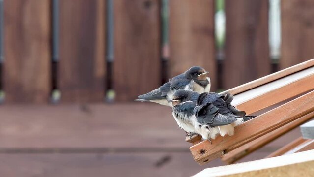 Swallow feeding chicks close-up flying and sitting on cold frame