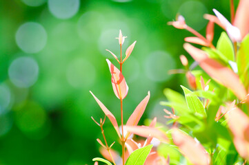 Fototapeta na wymiar christina or aglaonema christina plant or orange leaf
