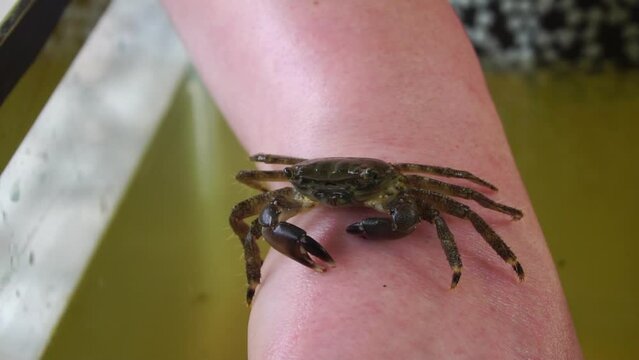 Rare Black Sea marbled crab Cancer marmoratus sits on the wrist