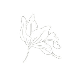 Botanical elegant line art modern style. png illustrations