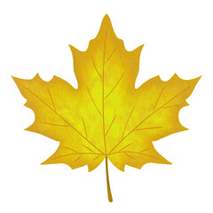 Yellow Sugar Maple Leaf Watercolor Illustration