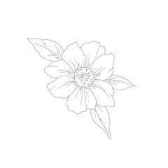 Tropical leaves of hand drawn line art modern style. png illustrations.