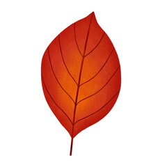 Red Orange Dogwood Leaf Watercolor Illustration