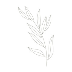 Fototapeta premium Tropical leaves of hand drawn line art modern style. png illustrations.