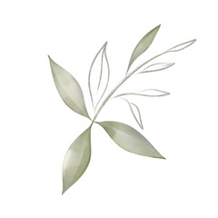 green leaves isolated on white background