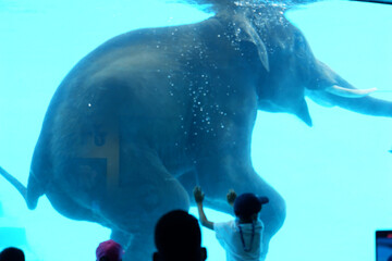 baby elephant swimming in the zoo