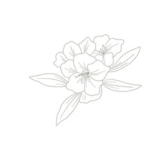 Botanical Line Art.