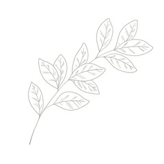 Floral Line Art branch with leaves
