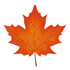 Orange Yellow Sugar Maple Leaf Watercolor Illustration