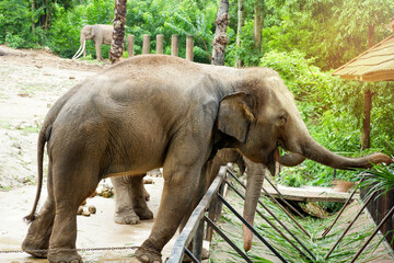 zoo elephant elephant's legs chained