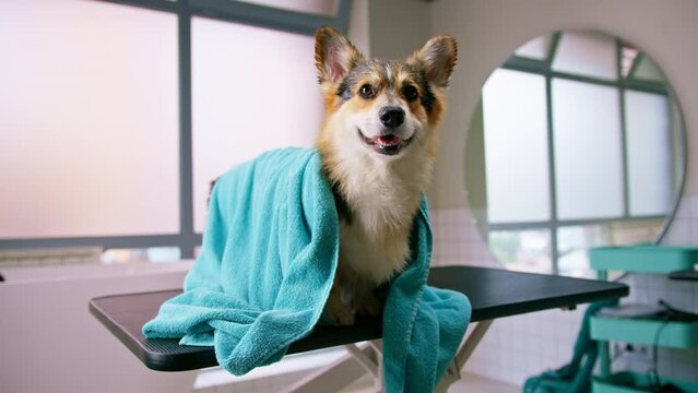 portrait of a small cute fluffy corgi dog in a beauty salon in a towel after washing the concept of beauty and pet care