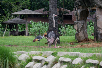 common ostrich Or simply the ostrich is a species of large flying bird native to certain large areas of Africa.