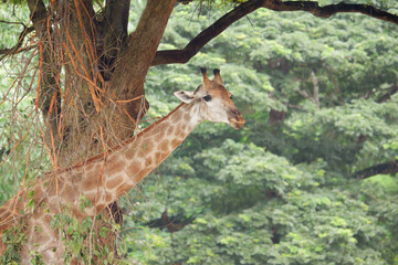 Close-up of giraffe in front of lush greenery Looking at the camera as if to say you were looking at me? There is space for text.