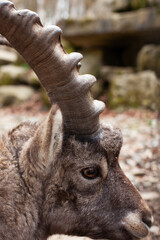 Detail of an ibex. Horn of ibex. Detail eines Steinbock. Horn von Steinbock.