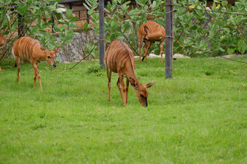 deer eating grass in the zoo