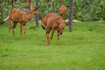 deer eating grass in the zoo