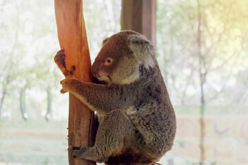 Cute koala holding a tree in the zoo