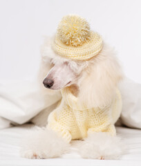 A white poodle dressed up in a knitted sweater and a hat sitting on the bed under a blanket