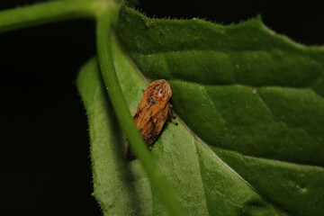 glassy winged sharpshooter insect macro photography