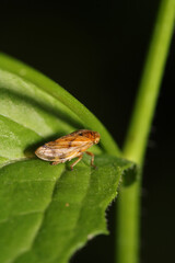 glassy winged sharpshooter insect macro photography