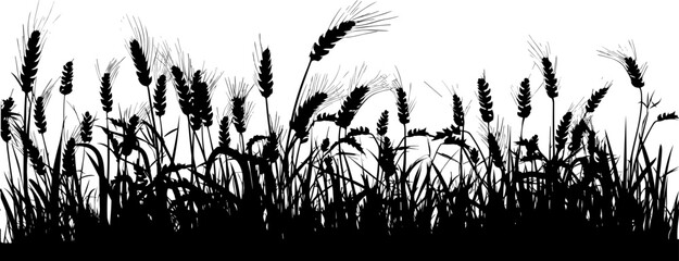 Field with cereals, grass and wild herbs. Vector isolated silhouette of grain plants meadow.  Horizontal border. - obrazy, fototapety, plakaty