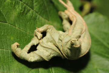 dry brown leaf macro photo