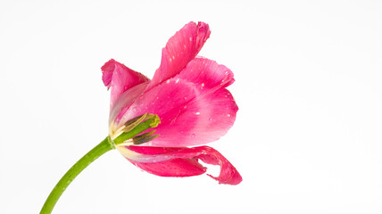 Tulpe / weißer Hintergrund