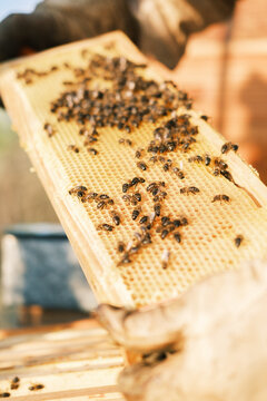 Unrecognizable beekeeper holding honeycomb frame with bees