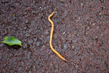 石垣島のムカデ