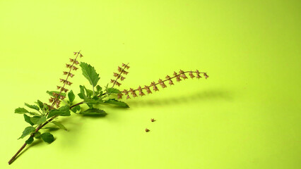 Holy basil, tulasi or tulsi, is an aromatic perennial plant in the family Lamiaceae.Tulsi is kept on earthenware.Is also known as Ayurvedic Tulsi (Queen of herbs).