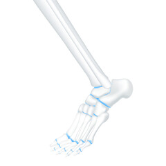 Ankle bone foot traumas and joint cartilage healthy side. Human skeleton anatomy. Medical health care science concept. Realistic 3D PNG