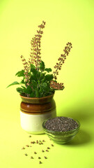 Holy basil, tulasi or tulsi, is an aromatic perennial plant in the family Lamiaceae.Tulsi is kept on earthenware.Is also known as Ayurvedic Tulsi (Queen of herbs).