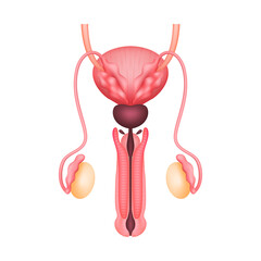 Penis anatomy model isolated on a white background. Main organ of the reproductive system male. Medicine and science concept. 3D Vector.