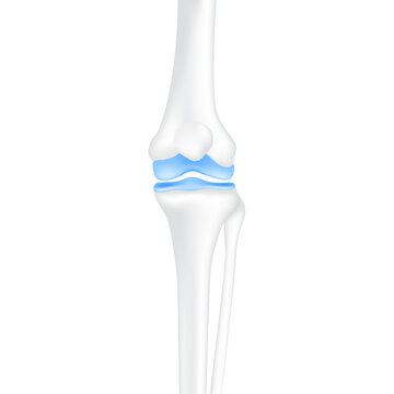 Leg bones knee and joint cartilage healthy. Human skeleton anatomy. Medical health care science concept. Realistic 3D PNG.
