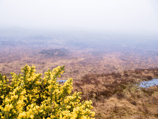 Yellow flowers on a wild bush and vast empty country side with fields in a fog. Irish country side landscape. Nobody. Moody pasture area in a mist in Ireland country side. Nobody.