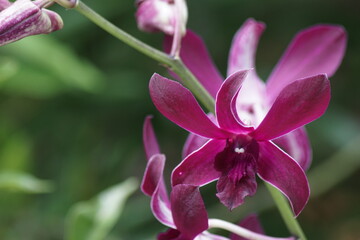 close up view of purple dendrobium orchid in bloom
