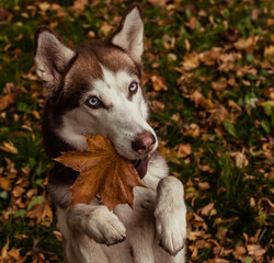 Husky with autumn leaf in mouth on autumn fallen leaves