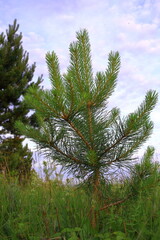 Fluffy tree with pine needles on a green summer field. young green cones. scenery. spruce. aspen. evergreen tree	