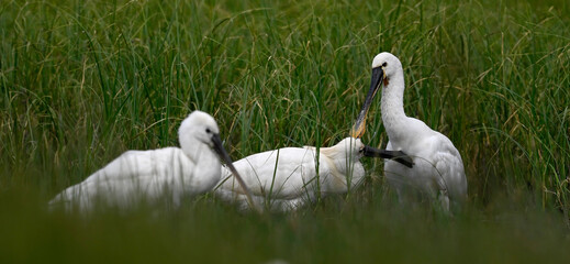 Eurasian spoonbills clean each other // Löffler putzen sich gegenseitig
(Platalea leucorodia) - Greece