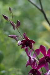 close up view of beautiful purple dendrobium orchid in bloom