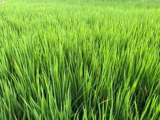 Rice plant photo background