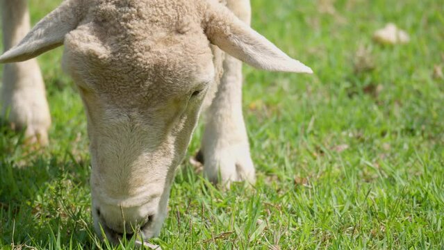 Extreme Head Close-up Wiltipoll Sheep Grazing Green Grass in a Grassy Field Under Day Sunlight